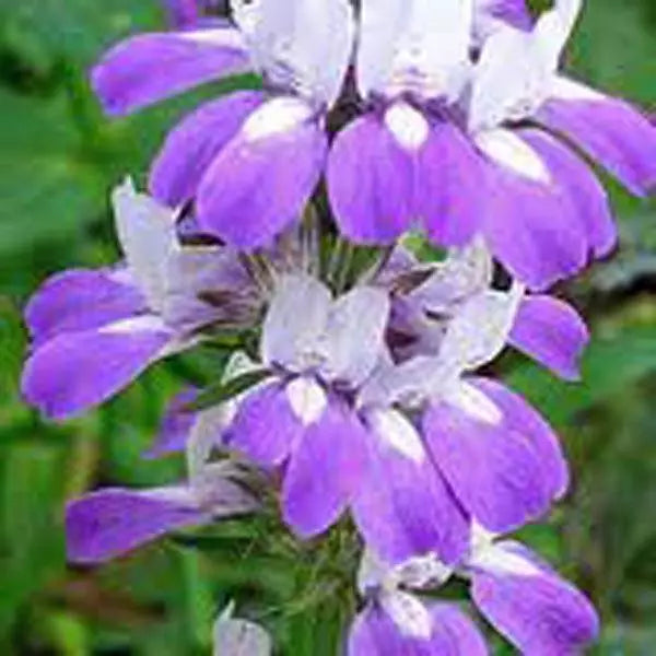 Chinese Houses Seeds, 100 Count, Unique Delicate Flowers, Attractive Blooms, Collinsia heterophylla