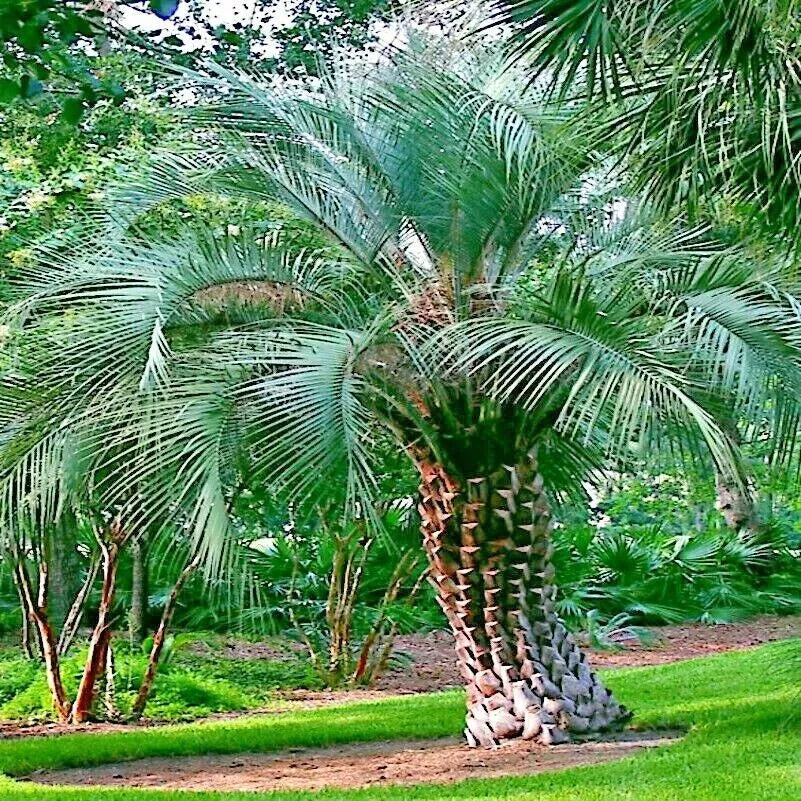 Jelly Pindo Palm Tree Seeds - 10 Pack Butia capitata Cold Hardy Tropical Fruit Plant Seeds