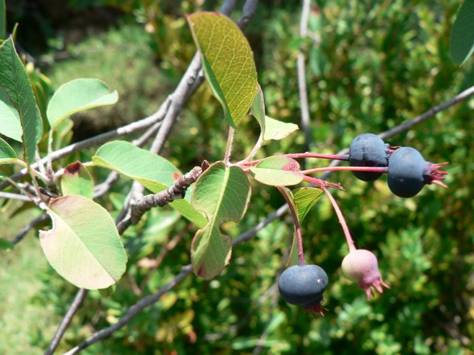 Snowy Serviceberry Seeds - Amelanchier ovalis Fruiting Shrub - 20 Seeds for Planting, Edible Berries, Free Shipping