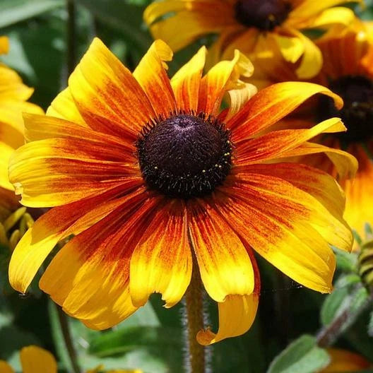 Black Eyed Susan Seeds - 500 Non-GMO MARMALADE Dwarf Perennial Heirloom - Rudbeckia