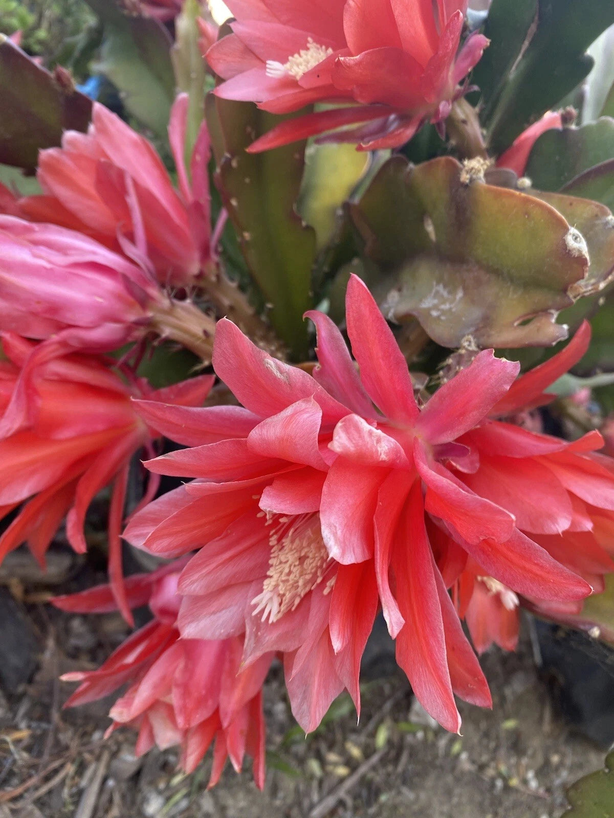 Red Orchid Cactus Cuttings - 3 Pieces, Epiphyllum ‘Disocactus Ackermannii’, 4"-8" Long, Ideal for Indoor Gardening, Succulent Lovers