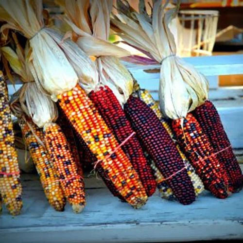 Indian Corn Seeds - 120+ Heirloom NON-GMO - Fresh Maize Seeds for Planting - Zea Mays