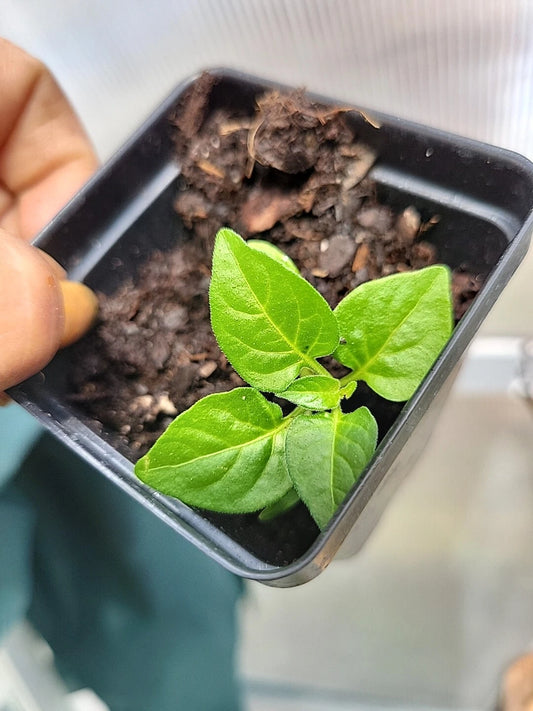 Live Tabasco Pepper Plant 100% Organic, Healthy - Capsicum frutescens, 4-Inch Pot