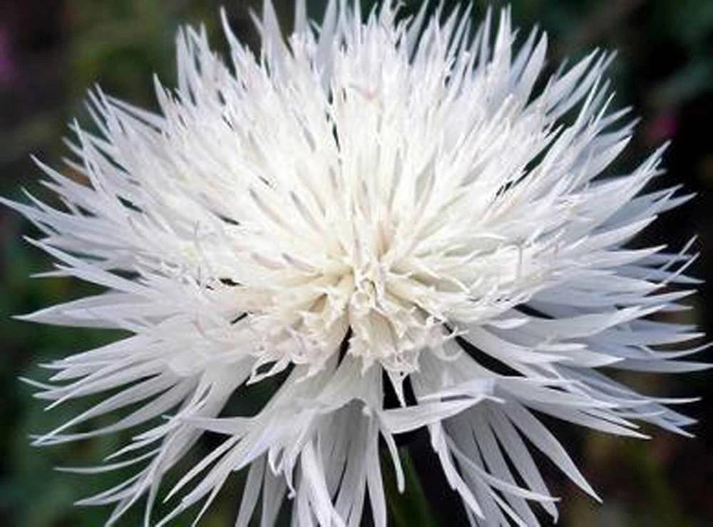 Bachelor Button Seeds, 50 Count, Tall White Variety, Beautiful Bright Blooms, Centaurea cyanus