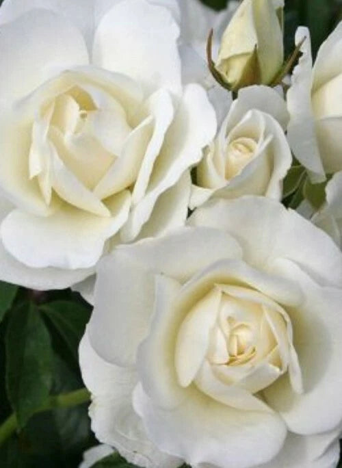 Iceberg Rose Cuttings - 6 Unrooted Easy-to-Root Cuttings - Rosa 'Iceberg'