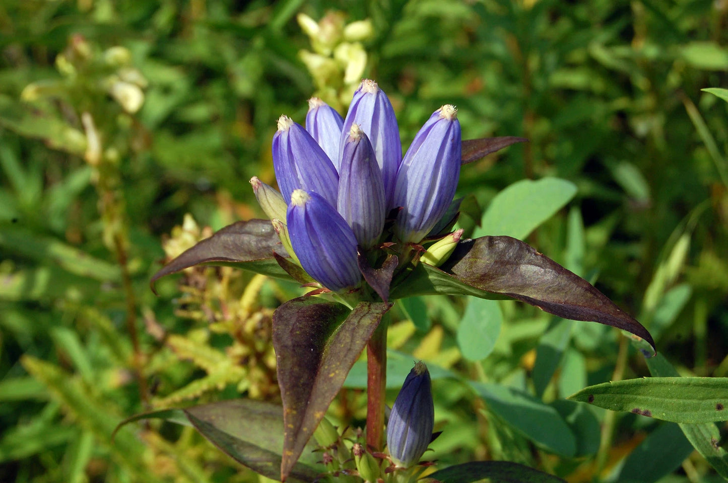 Bottle Gentian Seeds - 570 Count - Blue Perennial Flower - Gentiana andrewsii - Free Shipping on 15+ Packs