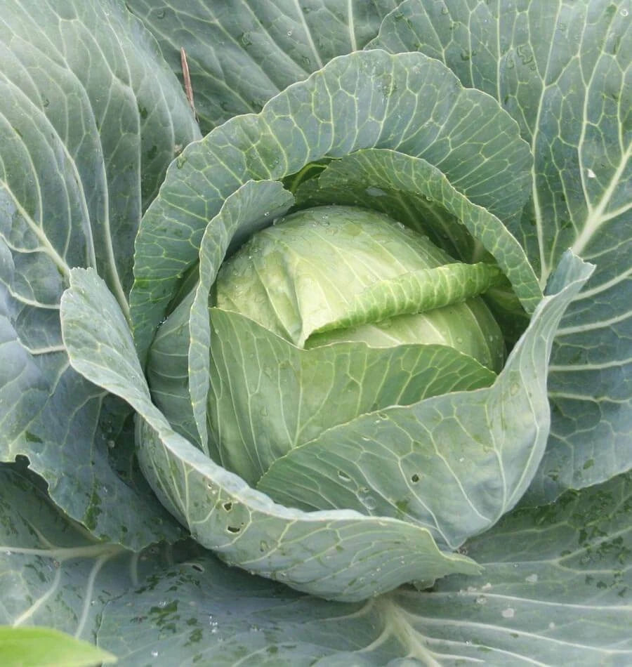 Danish Ballhead Cabbage Seeds - Fresh Vegetable Seeds - Brassica oleracea