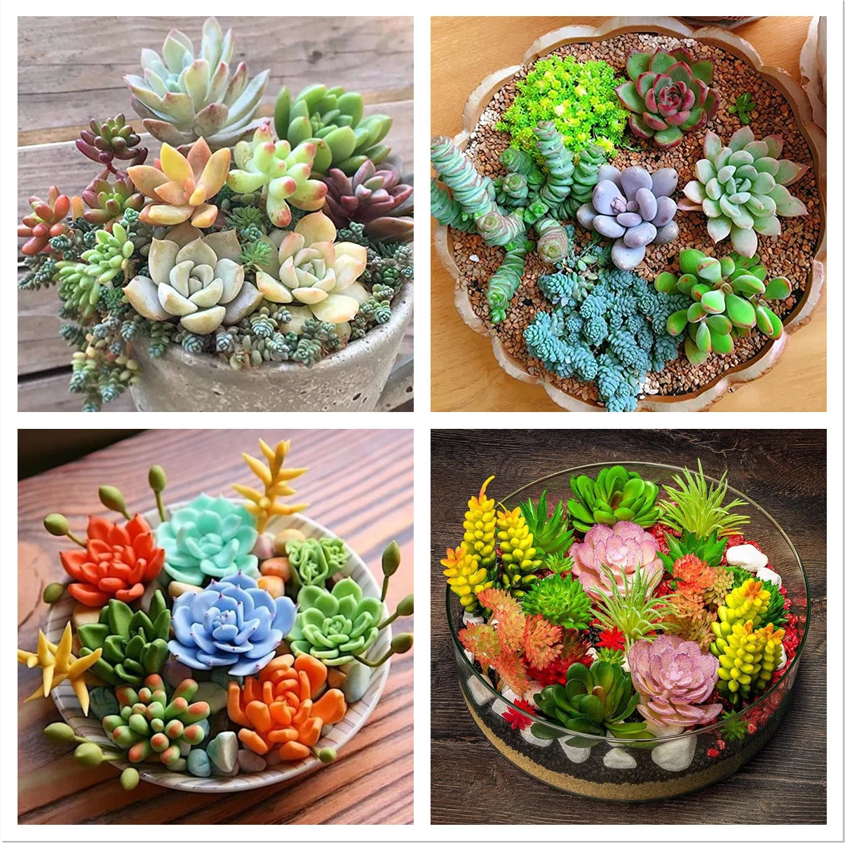 100pcs Rare Succulent Seeds Mix for Planting DIY Bonsai Ornamental Plants, Succulent Varieties, Garden Seeds