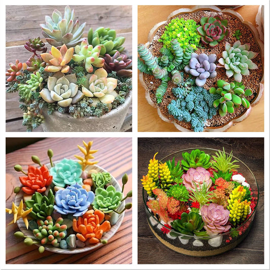 100pcs Rare Succulent Seeds Mix for Planting DIY Bonsai Ornamental Plants, Succulent Varieties, Garden Seeds