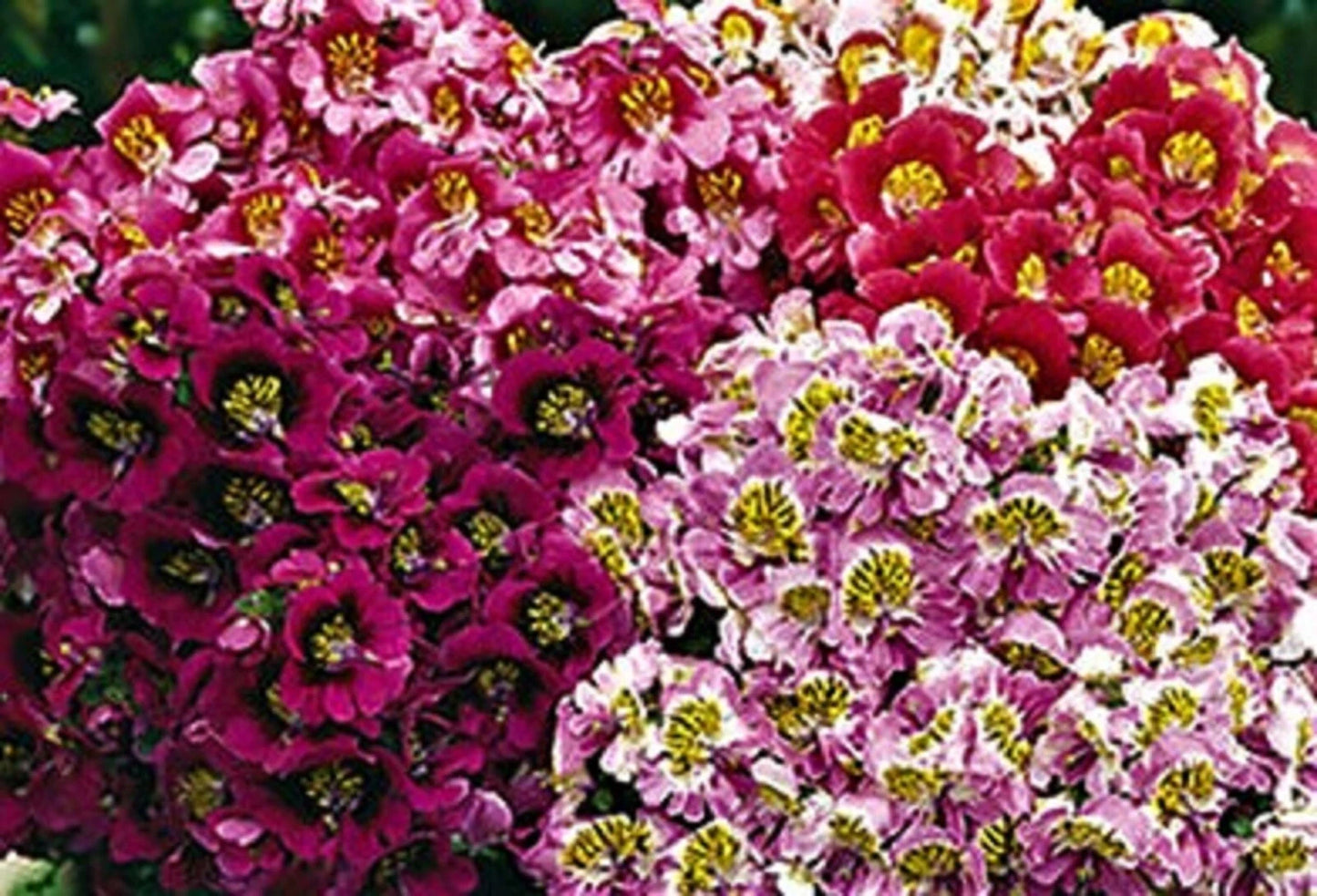 Butterfly Flower Seeds - Angel Wings Mix - 100+ Non-GMO Seeds - Ideal for Gardens & Pollinators - Plant for Vibrant Blooms