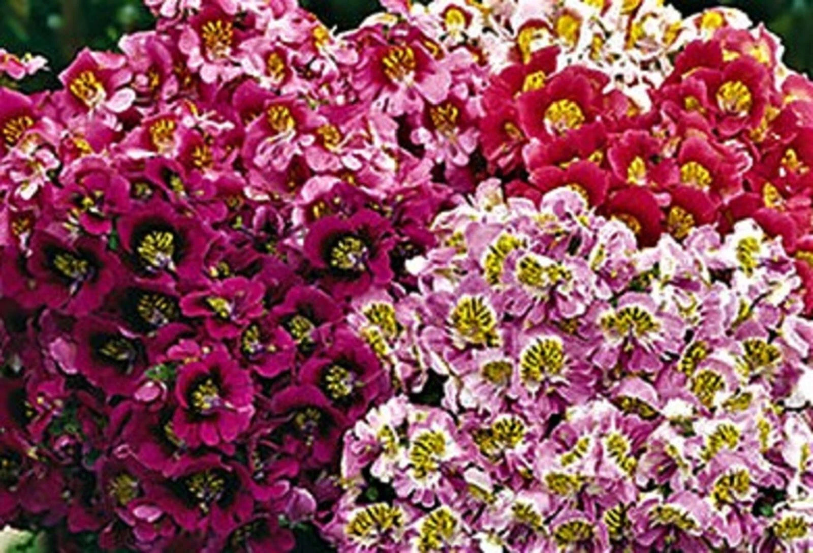 Butterfly Flower Seeds - Angel Wings Mix - 100+ Non-GMO Seeds - Ideal for Gardens & Pollinators - Plant for Vibrant Blooms