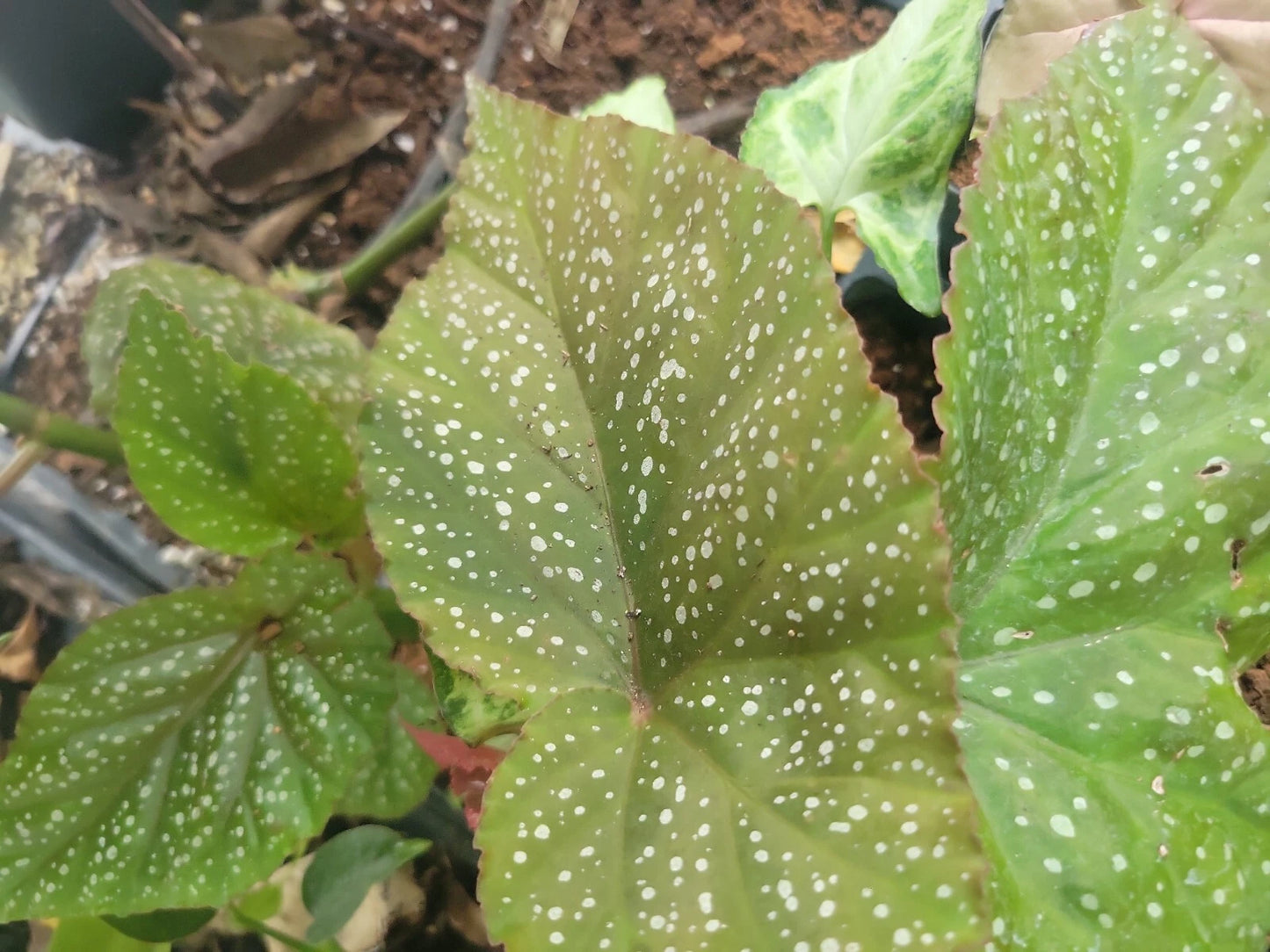 Begonia Plant, Medium Size, Red/Pink Ala de Angel, Begonia 'Ala de Angel'