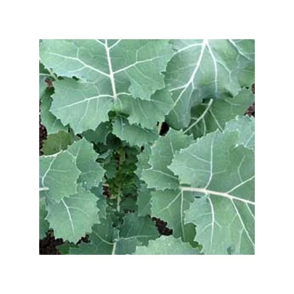 Kale Seeds - 1,000 Count - Premier Non-GMO Heirloom - Brassica oleracea 'Hanover'