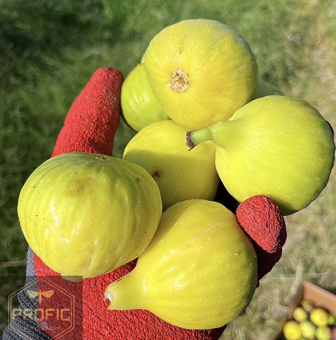 Fig Tree Plant - Yellow Long Neck Variety - Ficus carica - Perfect for Home Gardens