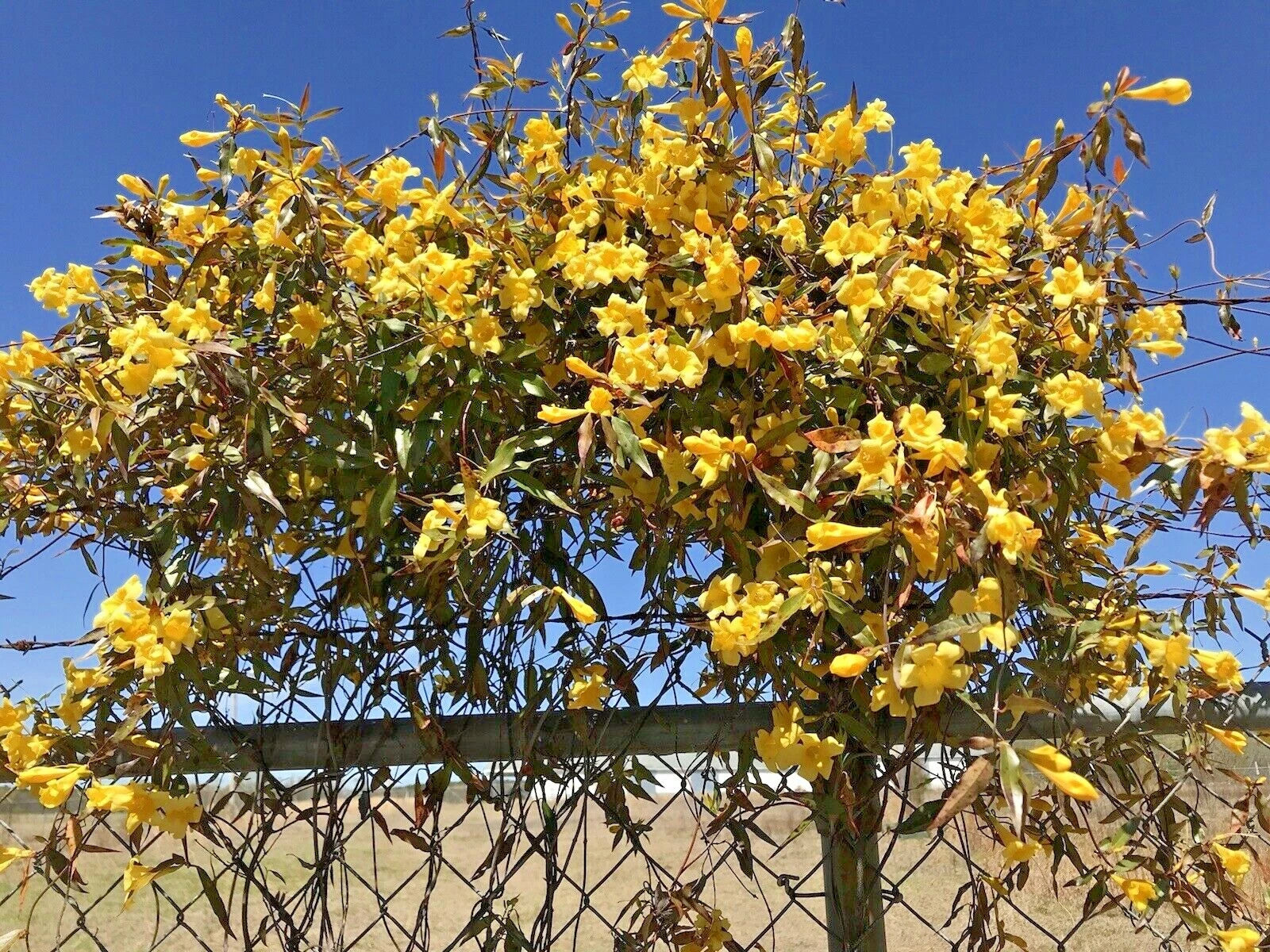 Carolina Jasmine Starter Climbing Plant, Yellow Hummingbird Vine, 7 Bare Root Plants, Gelsemium sempervirens