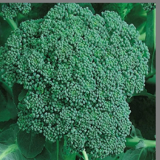 Broccoli Seeds - 250+ Heirloom Non-GMO Organic Green Sprouting Seeds - Brassica oleracea