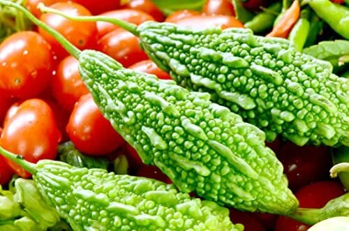 Bitter Gourd Seeds for Planting - 10 Pack - Green Variety - Momordica charantia - Rare & Hard to Find