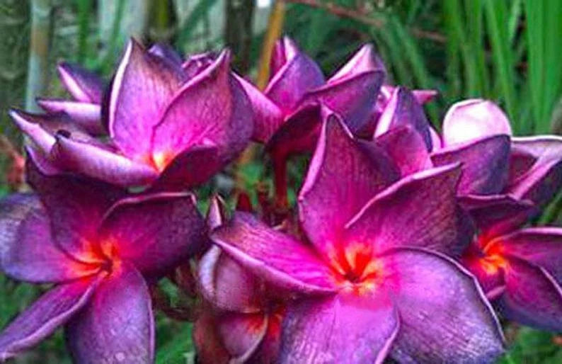 Plumeria Seeds - 5 Bright Purple Pink Perennial Flower Seeds - Frangipani (Plumeria spp.)