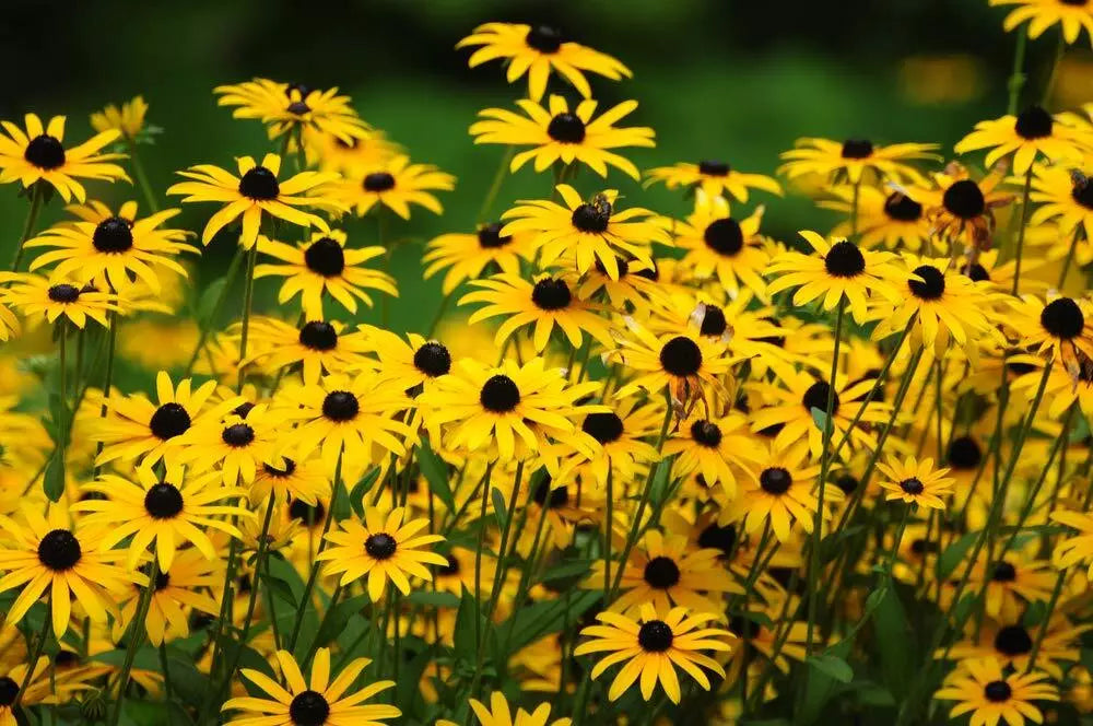 Black Eyed Susan Flower Seeds - 500+ Count - Beautiful Perennial - Rudbeckia hirta - Made in USA
