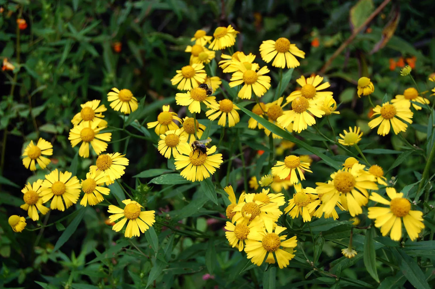 320 Seeds - Yellow Sneezeweed - Helens Flower - Helenium autumnale - Buy 15, Ships Free