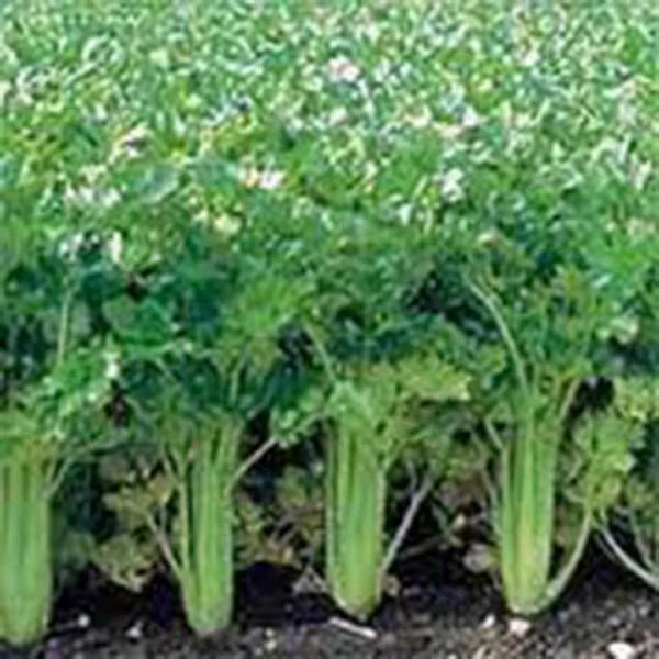 Celery Seed, 50 Seeds, Utah Tall Heirloom Non-GMO, Gardening Seed, Perfect for Home Garden