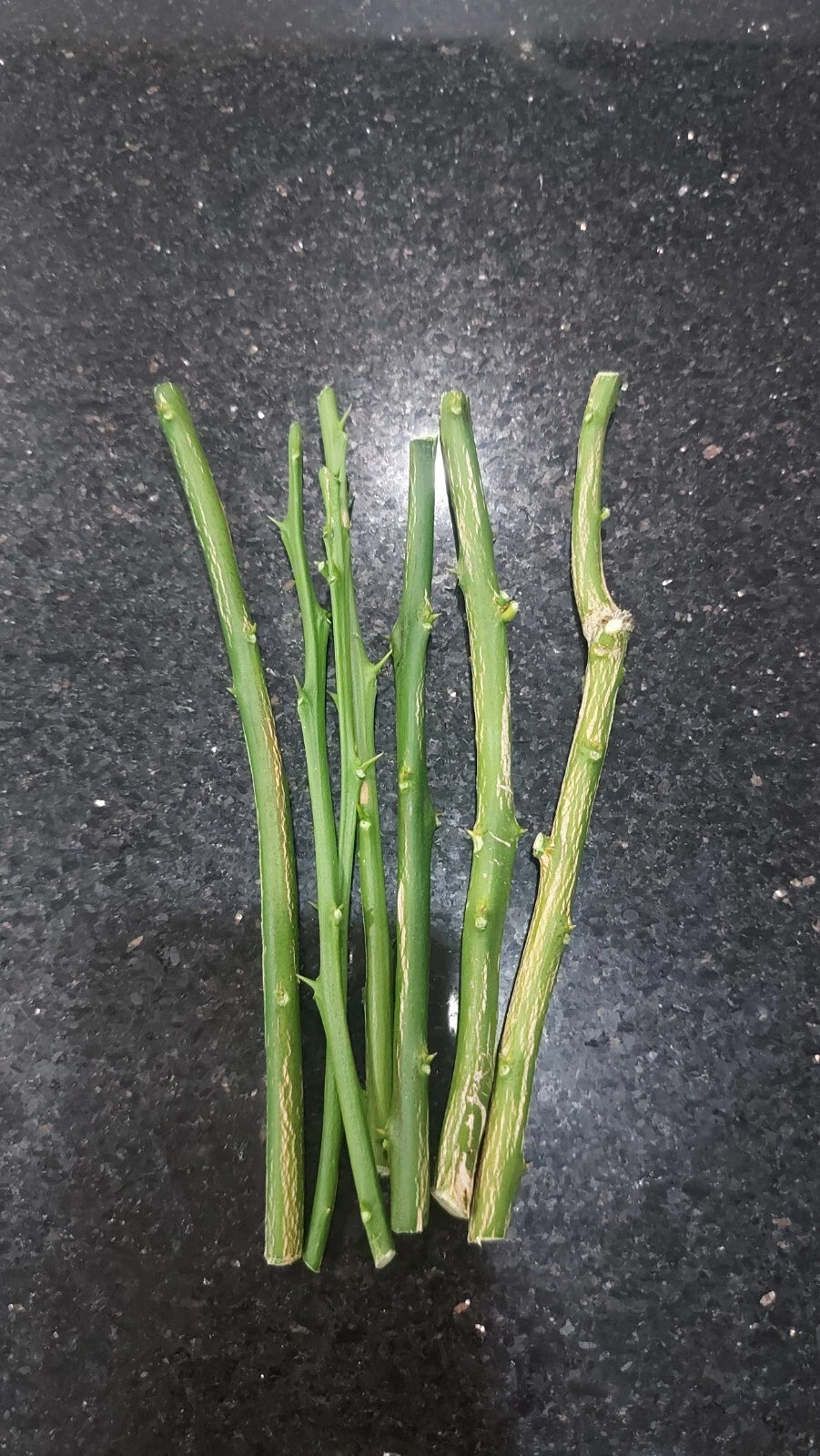 Kaffir Lime Cuttings - 5 Pack, Chanh Thai, Chanh Ba Chuc, Chanh So 8 - Citrus hystrix