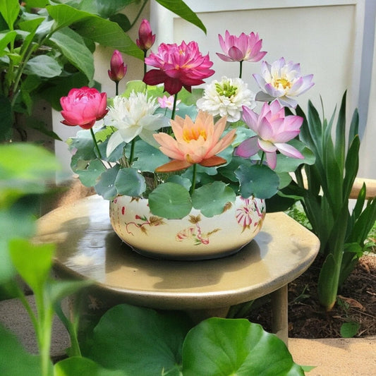 Mixed Color Bowl Lotus Seeds - 10pcs Premium Bonsai Set for Beautiful Water Plants (Nymphaea)