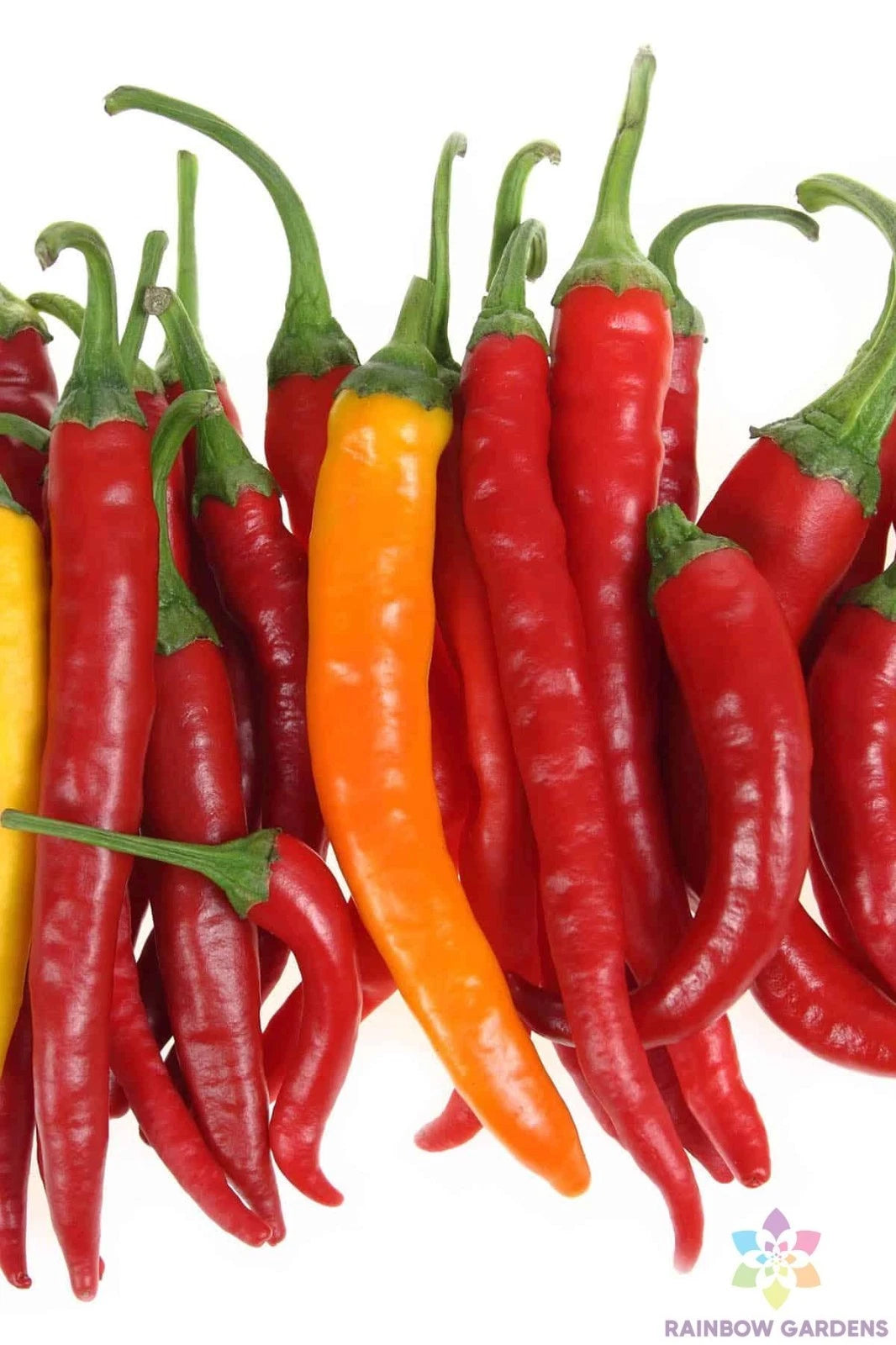 Jwala Finger Hot Pepper Seeds - 25+ Pack - Spicy Variety for Garden Planting - Capsicum annuum