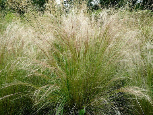 Bulk Mexican Feather Grass Seeds, 1000 Count, Hardy Ornamental Grass, Stipa Tenuissima
