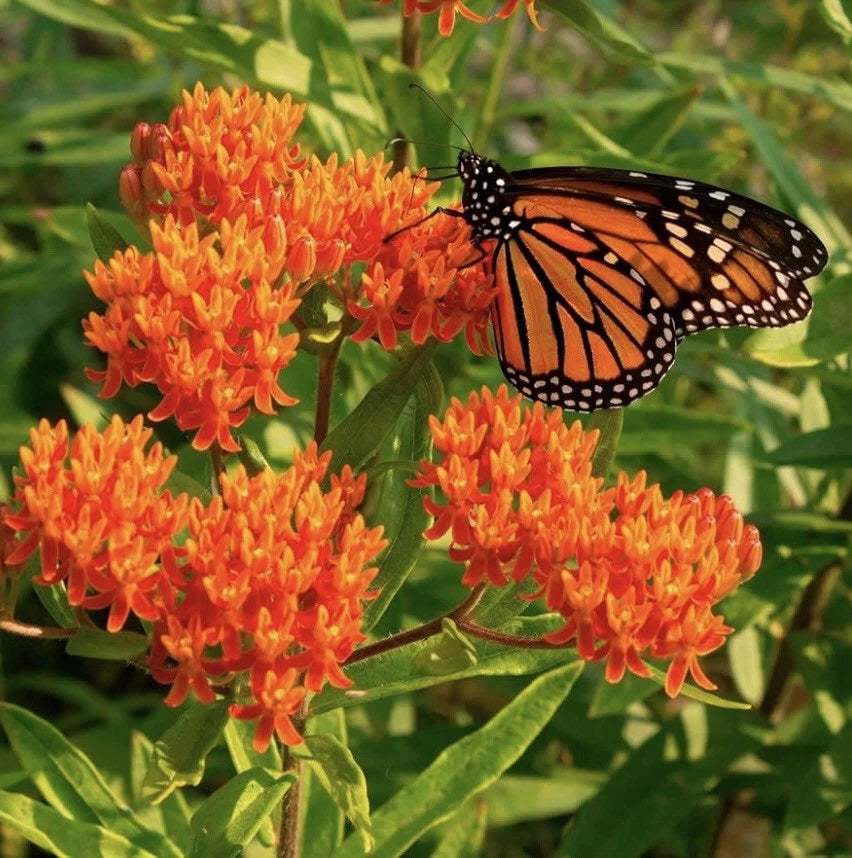 Milkweed Seeds - 100 Count - Attract Monarch Butterflies - Native Wildflower - Asclepias spp.