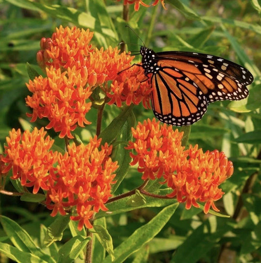 Milkweed Seeds - 100 Count - Attract Monarch Butterflies - Native Wildflower - Asclepias spp.
