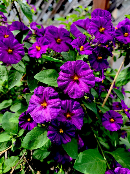 Lycianthes rantonnetii Cuttings - 5 Starter Live Plants - Kangaroo Apple - 6" Long