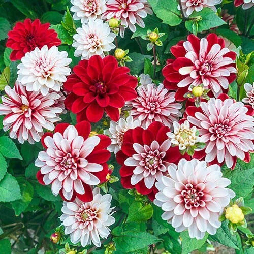 25 Pacific Time Dahlia Seeds - Flowering Perennial Blooms - Dahlia spp. - US Seller