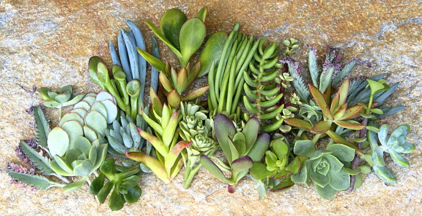Assorted Succulent Cuttings - 25 Varieties - 1 to 2 Inch Cuttings - Ideal for Planting and Crafting - Free Shipping