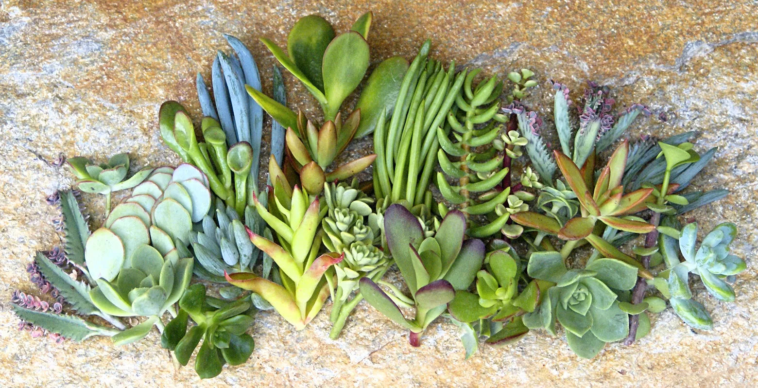Assorted Succulent Cuttings - 25 Varieties - 1 to 2 Inch Cuttings - Ideal for Planting and Crafting - Free Shipping