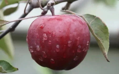 Almata Apple Seeds - 25+ Seeds for Garden Planting - Malus domestica - USA Origin