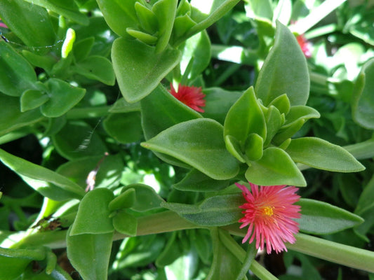 20 Cuttings Aptenia cordifolia 'Red/Pink Apple Ice Plant' Baby Sun Rose 4"-7" Succulent Plant Cuttings for Home Garden