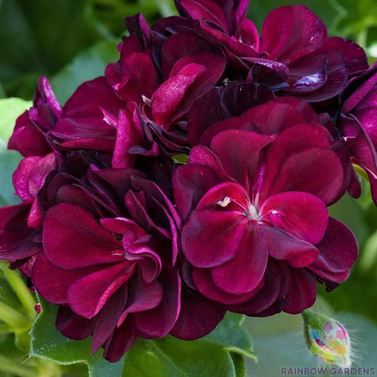 25+ Dark Burgundy Ivy Leaf Geranium Seeds - Pelargonium peltatum - Perfect for Garden Planting, Free Shipping