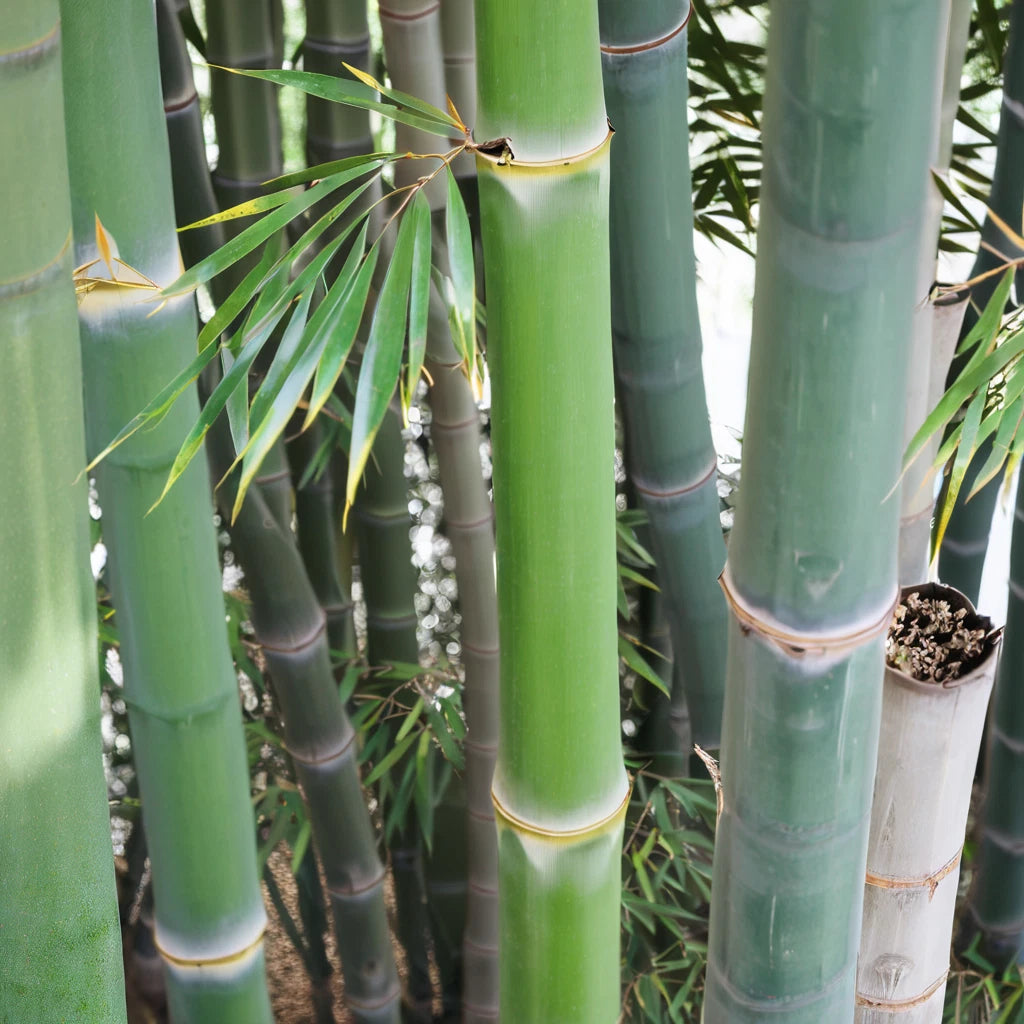 Bamboo Seeds - 50 Pack - Indian Bengle Clumping Privacy Plant for Garden Shade - Perfect for Natural Screening