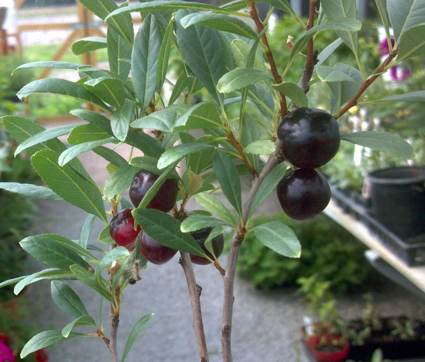 Hansens Bush Cherry Plant - Rooted, 4-5 ft, Self-Pollinating, Prunus Besseyi, Zones 2-8, Organic, Fruiting, Sweet Tart Berries