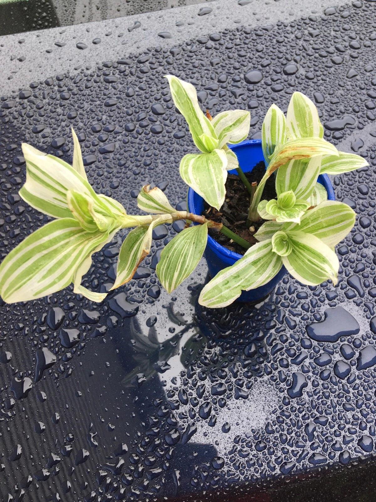 Tradescantia Albiflora Starter Plant - Easy and Fast Growing Indoor Houseplant - Variegated Green and White Foliage