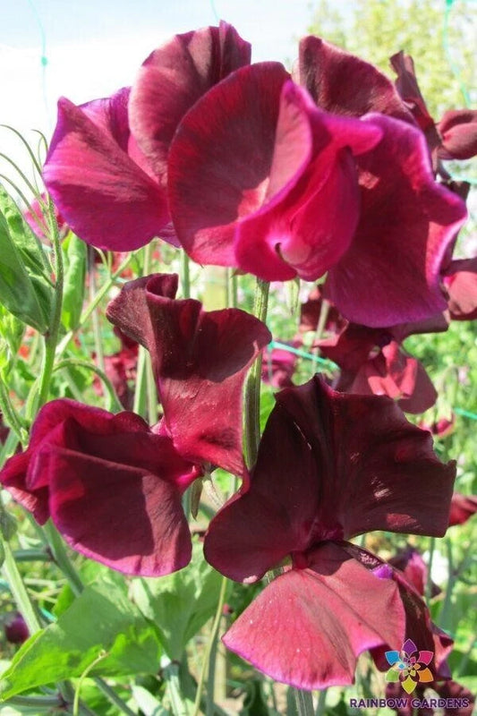 Maroon Sweet Pea Seeds - 50+ Pack for Garden Planting - Lathyrus odoratus - USA Grown - Free Shipping