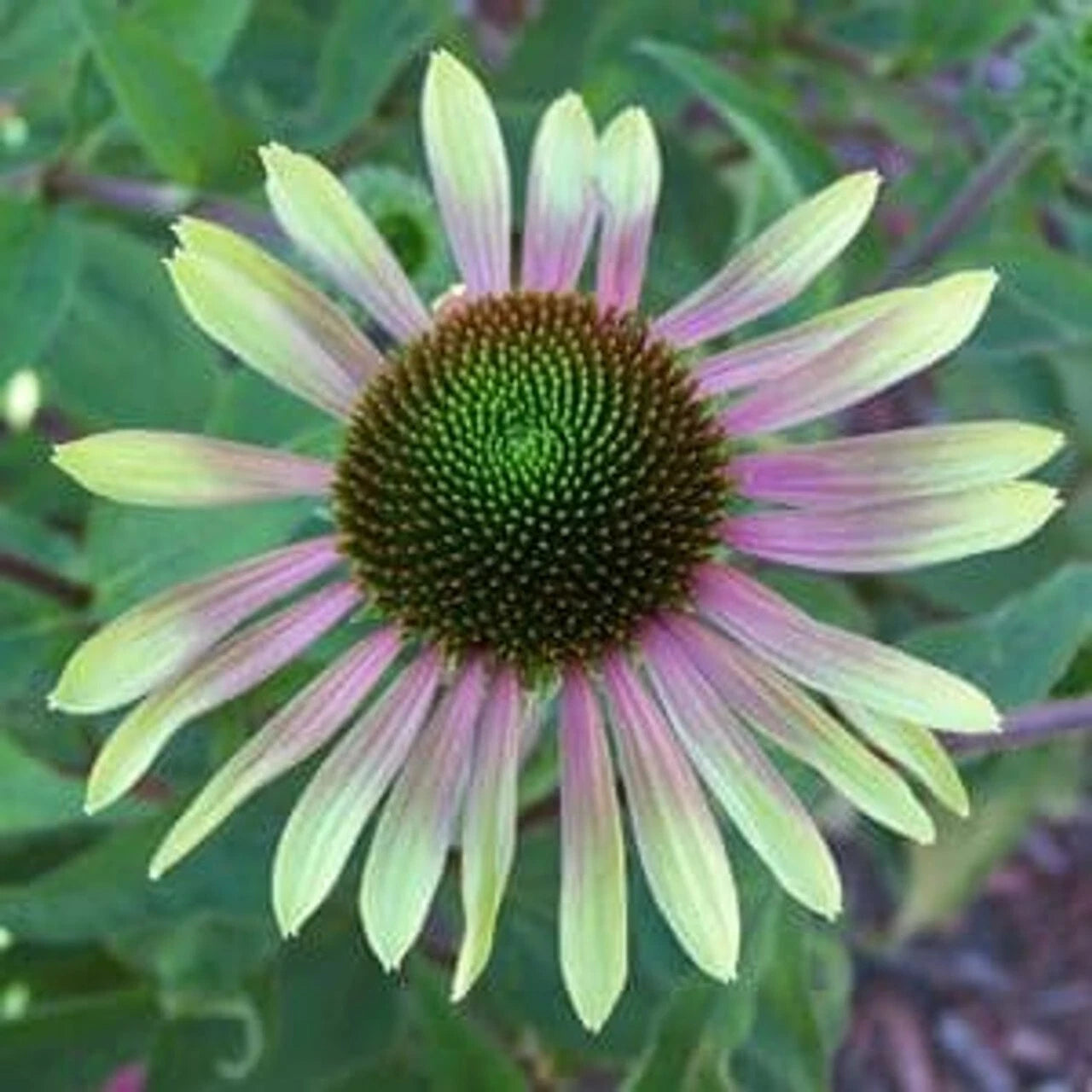 50 Green Envy Coneflower Seeds | Echinacea Purpurea | Perennial Blooming Flower Seeds for Garden Planting