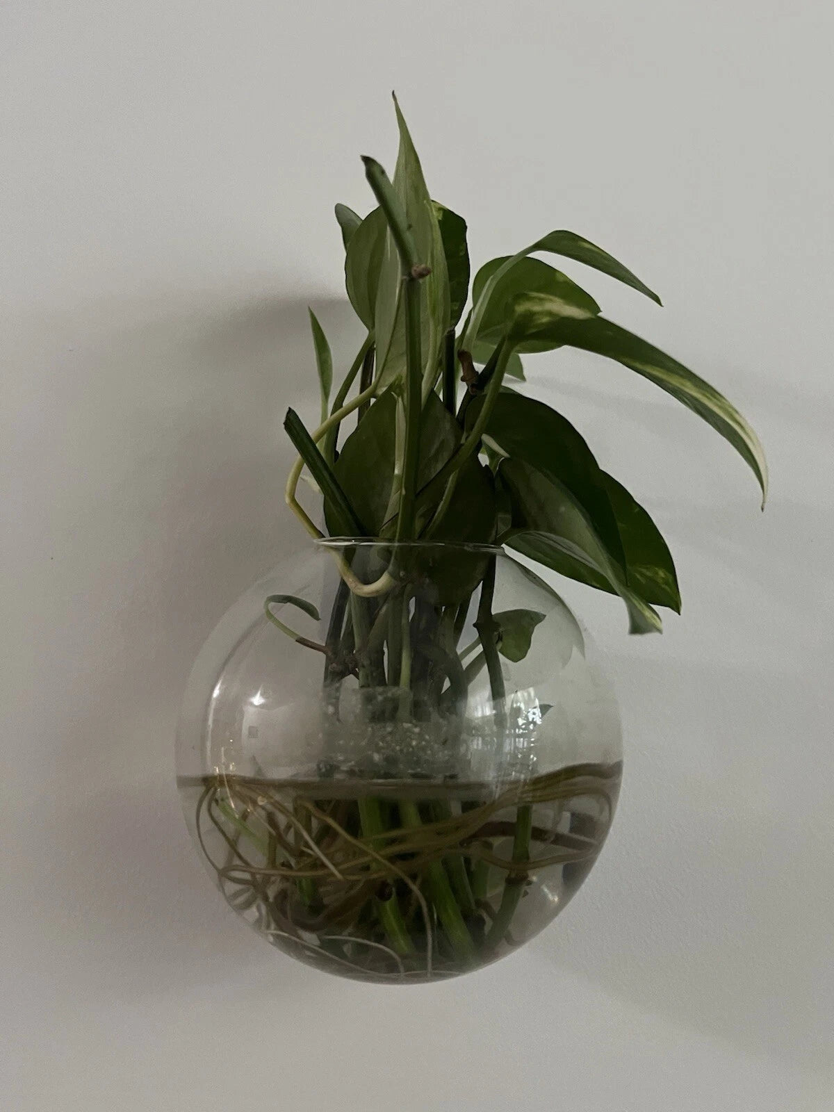 Pothos Cuttings - 5 Healthy Green Cuttings - Epipremnum aureum, Indoor Plant, Easy Care, Trailing Vine