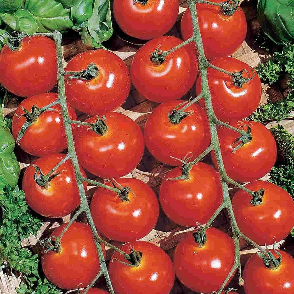 Sweetie Cherry Tomato Seeds - 10+ Pack - Non-GMO Heirloom Organic - Solanum lycopersicum