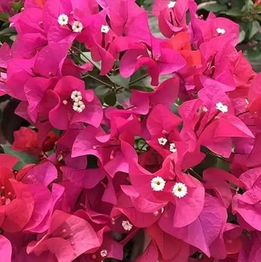 Bougainvillea Plant 5-10" Red Purple Flowers 4" Pot Drought-Tolerant