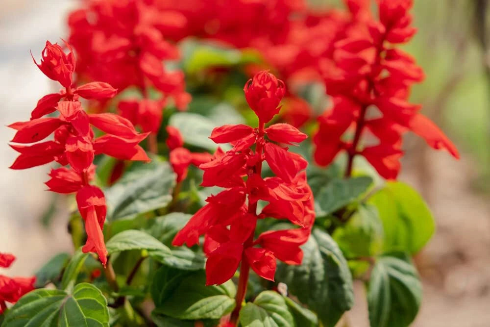 Blood Sage Flower Seeds | 50 Seeds | Hummingbird Attracting | Salvia coccinea