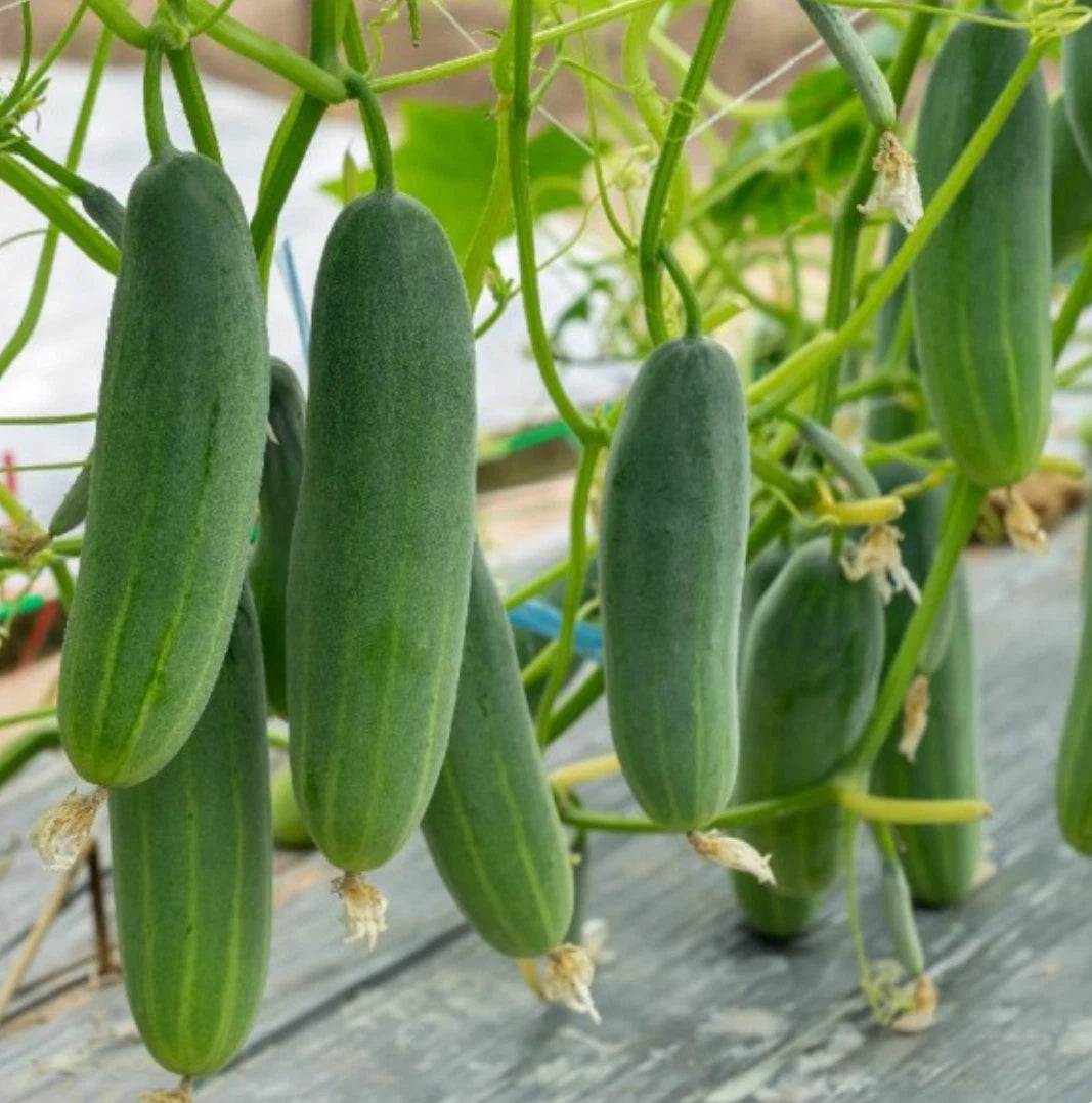 Marketmore 76 Cucumber Seeds | Non-GMO Heirloom Variety | 200 Seeds | Cucumis sativus