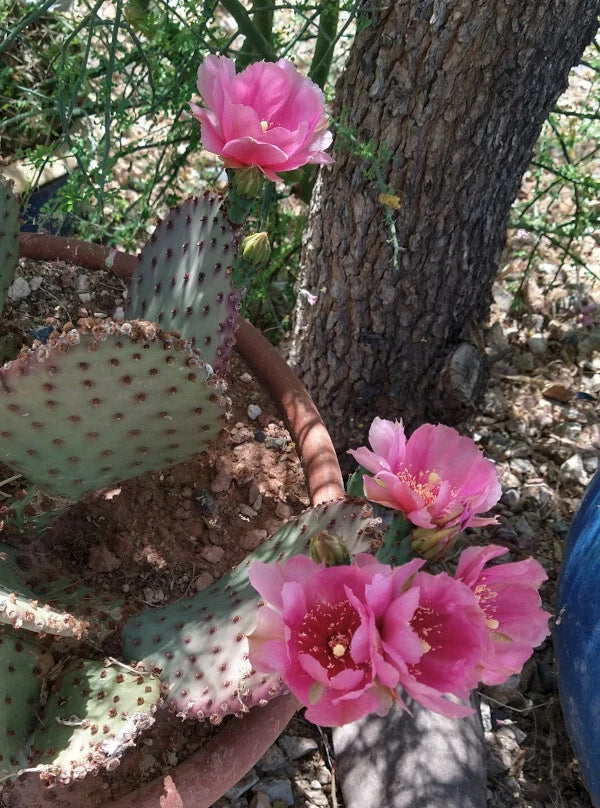 Beaverita Pink Fruit and Flowers Cactus - 1 Pad - Opuntia basilaris x Santa Rita - Unique Desert Plant for Home Garden