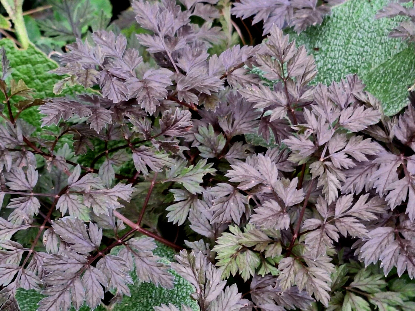 Black Cow Parsley Seeds - 50 Seeds - Anthriscus sylvestris Ravenswing - MariesGreenGarden